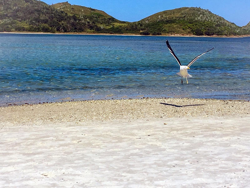 Ilha Do Japones