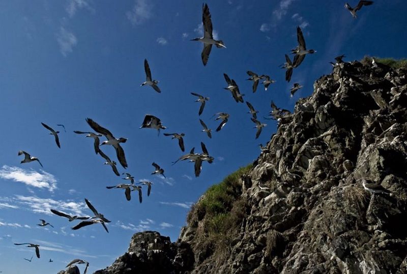 Aves Isla Gorgona