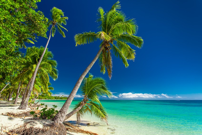Tropical Beach With Palm Trees On Fiji Islands