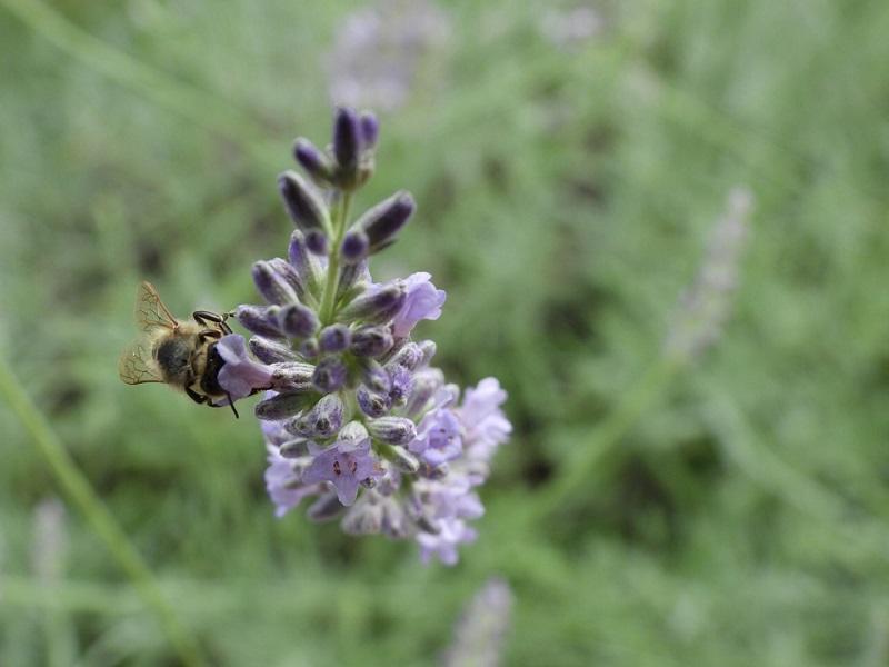 Conheca Cunha Lavanda